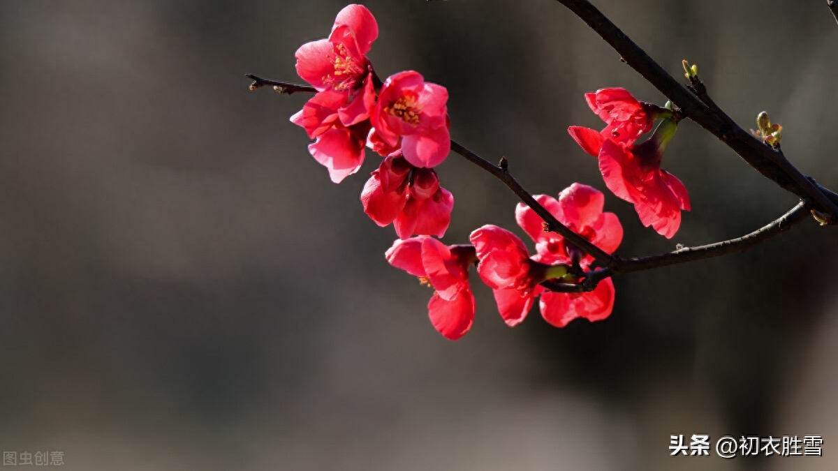 春天经典诗词有哪些（早冬小春诗词六首）