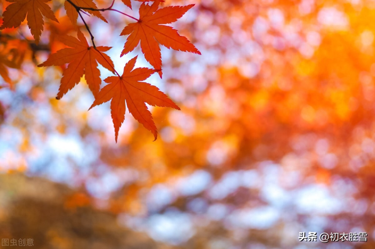 秋天经典诗词有哪些（枫红芦白晚秋诗词六首）