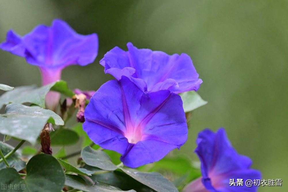 牵牛花经典诗词名句（秋花牵牛花古诗六首赏析）