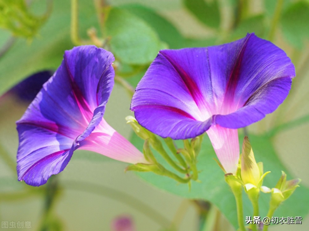 牵牛花经典诗词名句（秋花牵牛花古诗六首赏析）