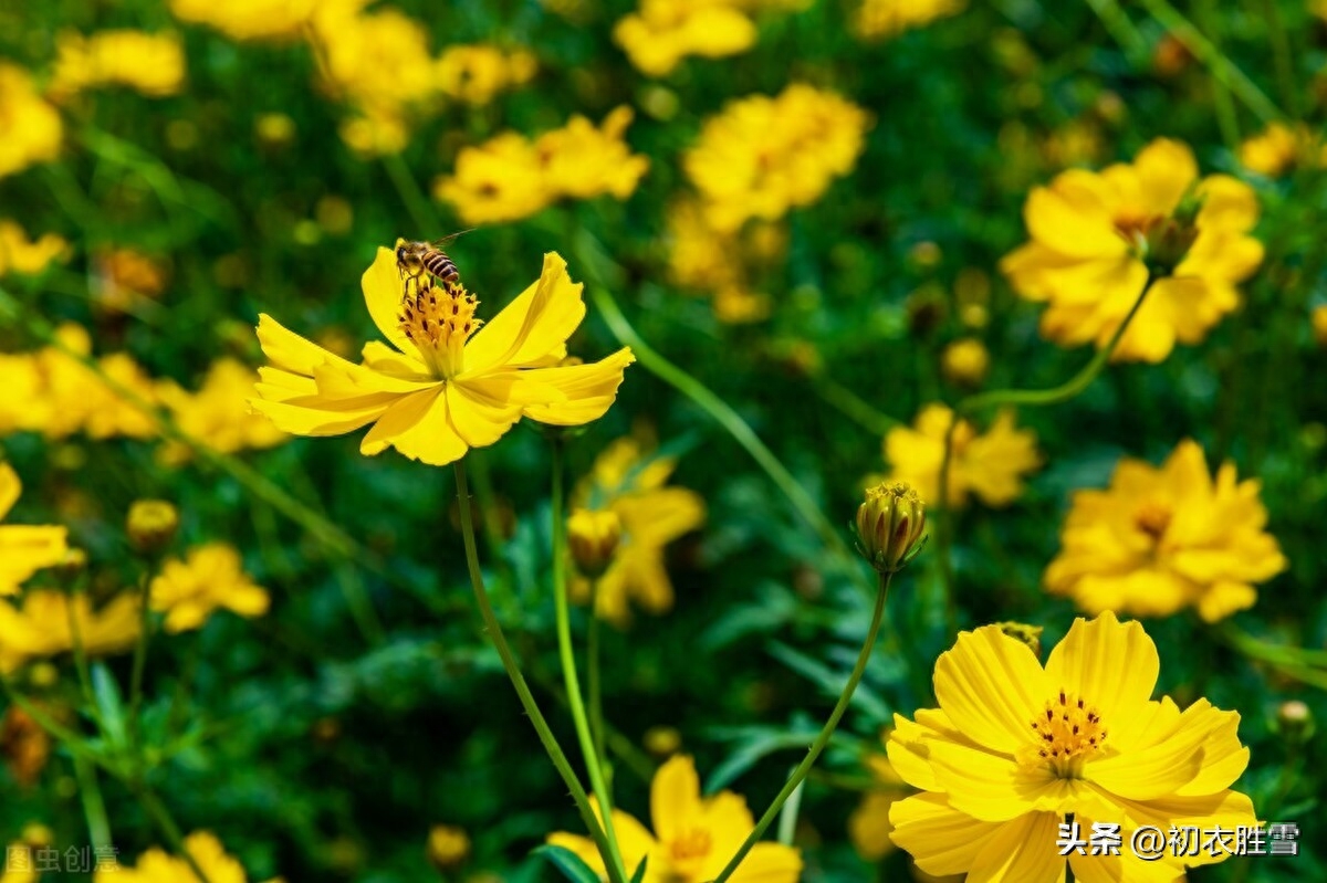 菊花唯美诗词五首（满地黄花得意秋，黄花满地似春浓）