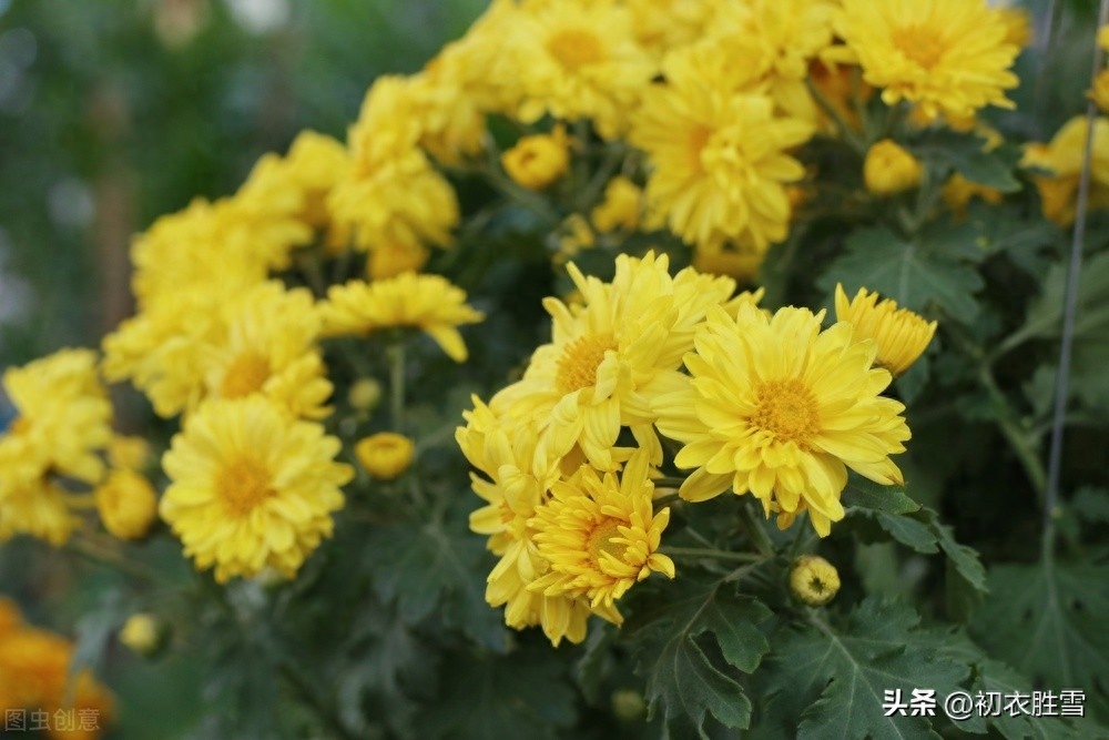 菊花唯美诗词五首（满地黄花得意秋，黄花满地似春浓）