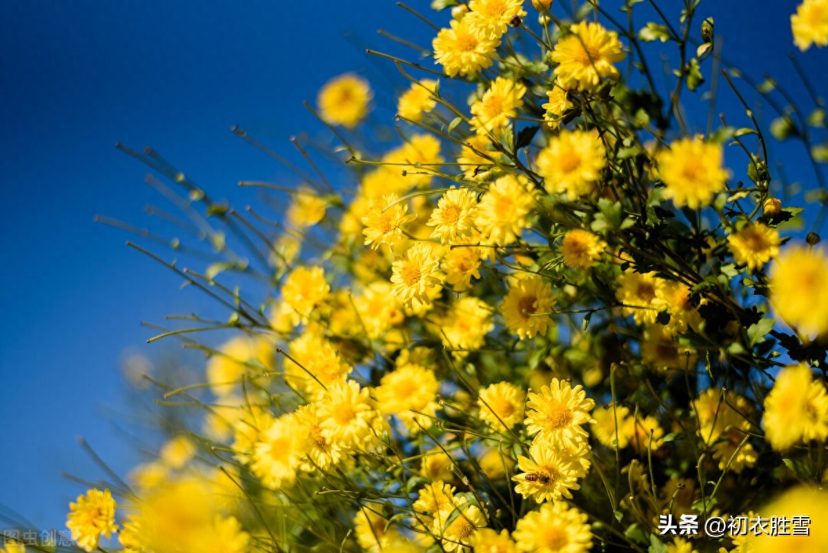 菊花唯美诗词五首（满地黄花得意秋，黄花满地似春浓）