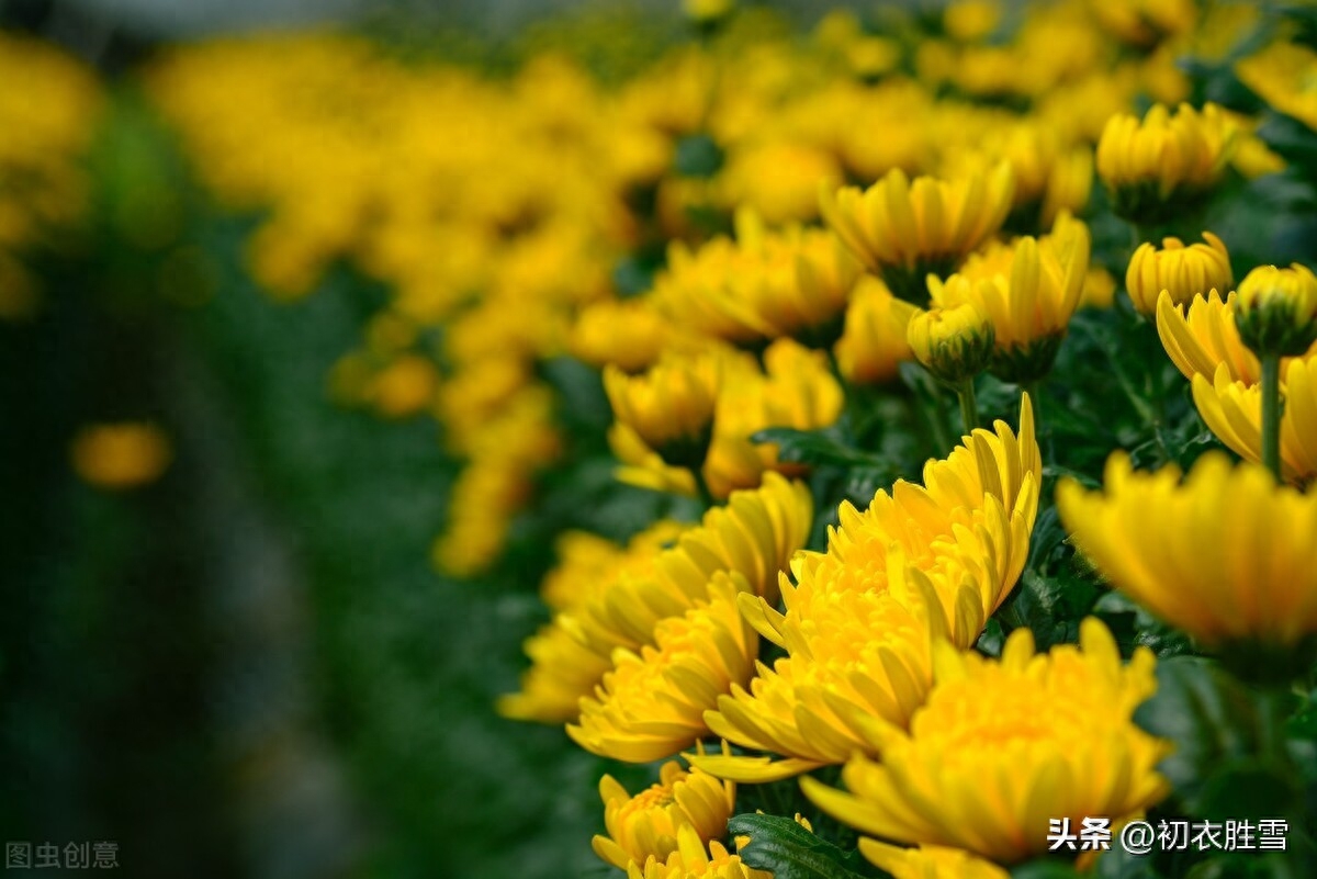 菊花唯美诗词五首（满地黄花得意秋，黄花满地似春浓）