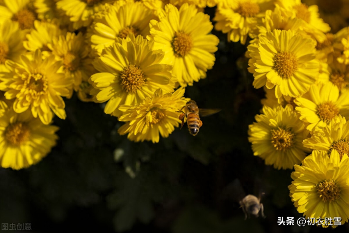 菊花唯美诗词五首（满地黄花得意秋，黄花满地似春浓）