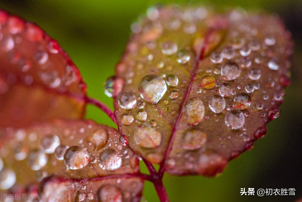 24节气寒露唯美古诗五首（寒露洁秋空，松寒露气肥）