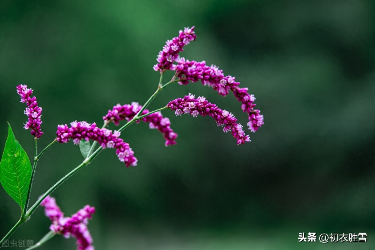 24节气寒露唯美古诗五首（寒露洁秋空，松寒露气肥）