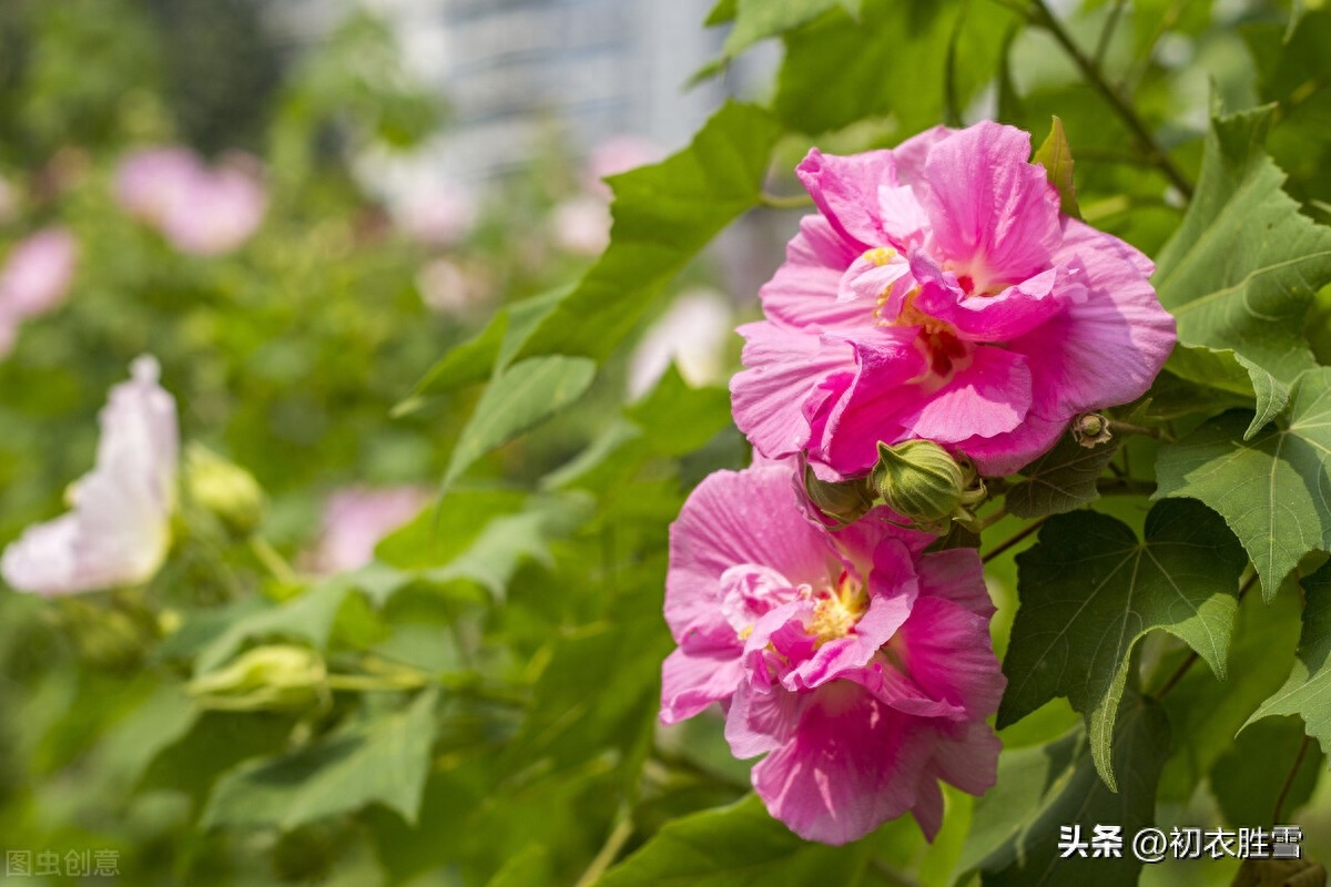 晚秋春色木芙蓉古诗五首（一枝枝似一团霞，春色入秋寒更鲜）