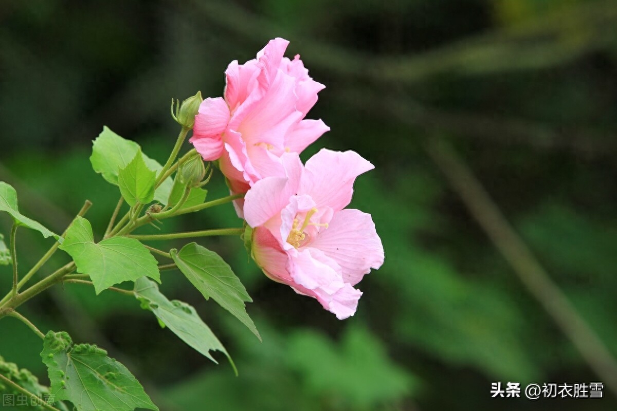 晚秋春色木芙蓉古诗五首（一枝枝似一团霞，春色入秋寒更鲜）