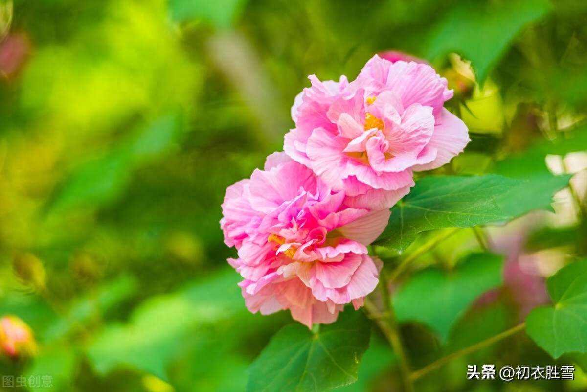 晚秋春色木芙蓉古诗五首（一枝枝似一团霞，春色入秋寒更鲜）