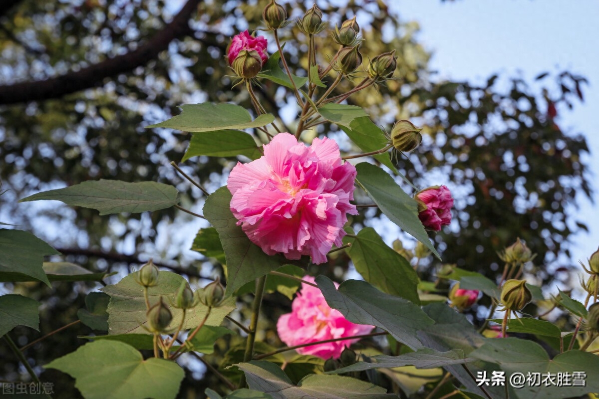 晚秋春色木芙蓉古诗五首（一枝枝似一团霞，春色入秋寒更鲜）