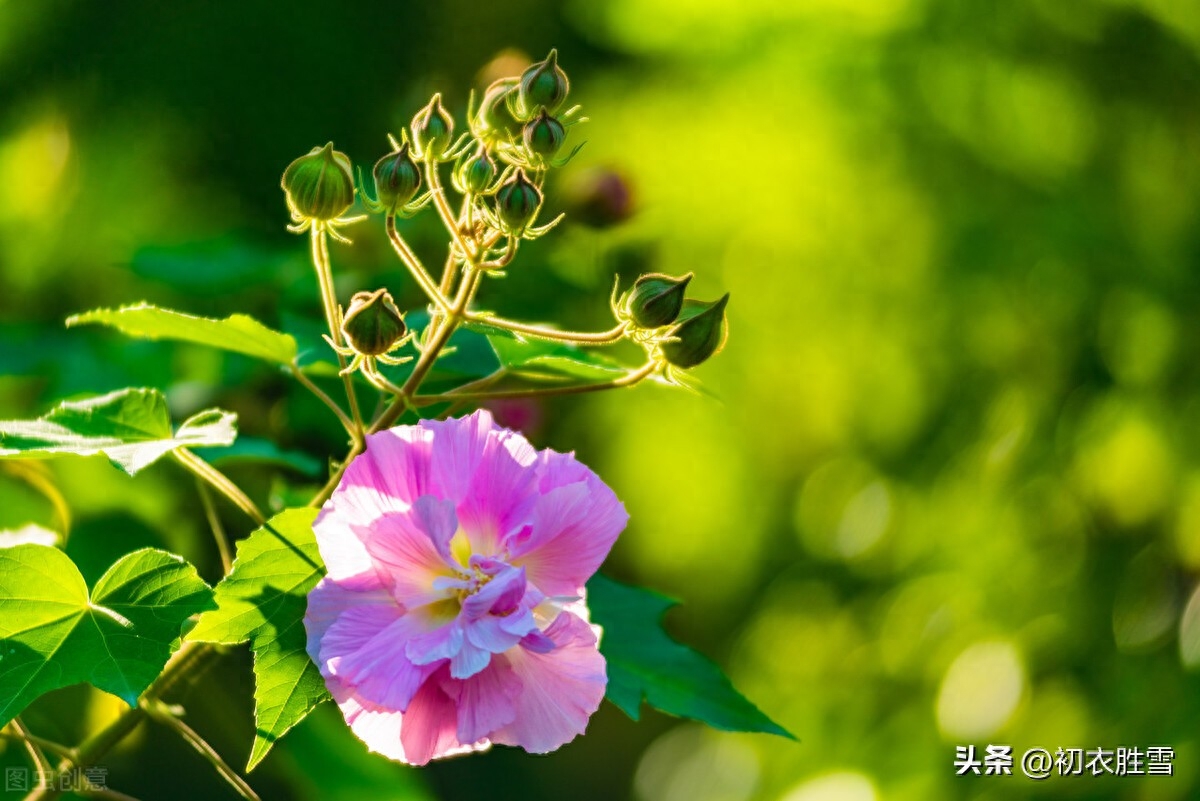 晚秋春色木芙蓉古诗五首（一枝枝似一团霞，春色入秋寒更鲜）