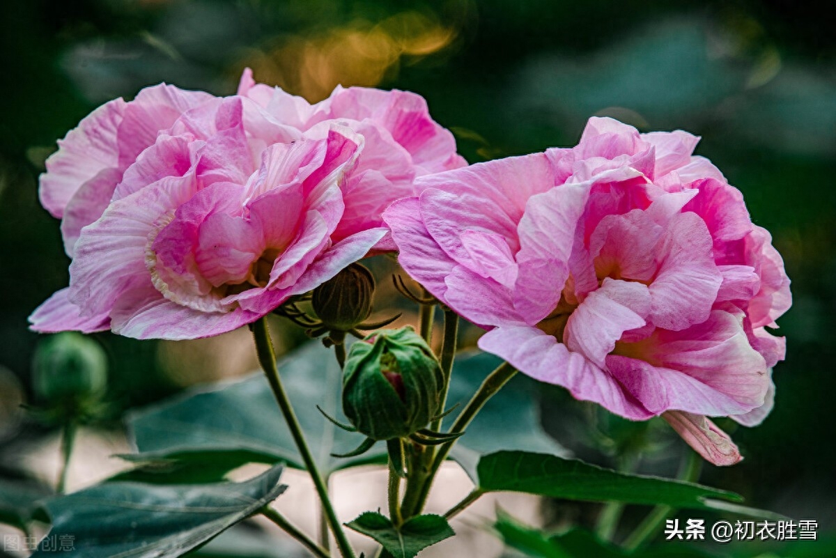 晚秋春色木芙蓉古诗五首（一枝枝似一团霞，春色入秋寒更鲜）