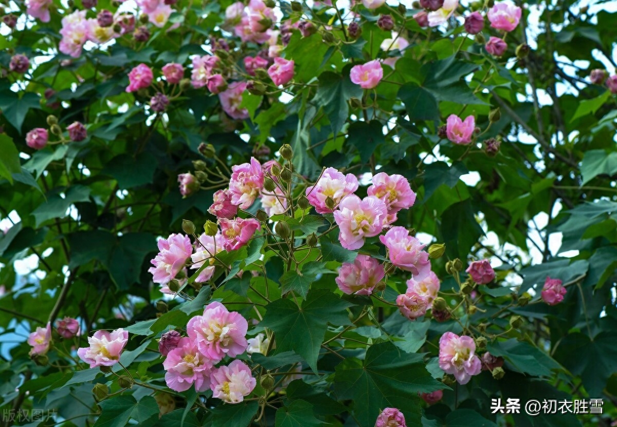 晚秋春色木芙蓉古诗五首（一枝枝似一团霞，春色入秋寒更鲜）