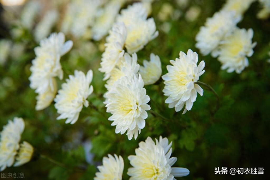 重阳节的经典诗词名句（重阳节兄弟情四首诗词）