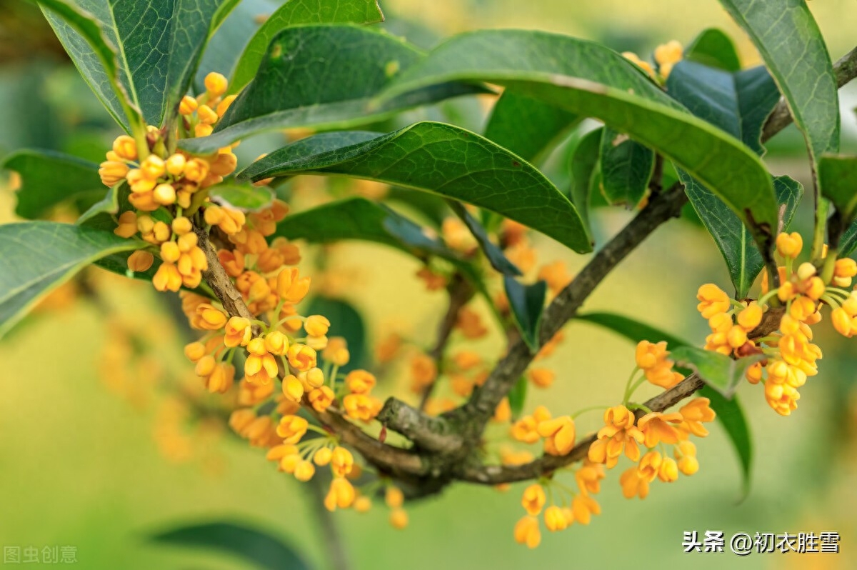 桂花经典诗词有哪些（赞美桂花香诗词六首）