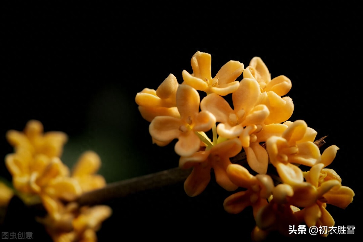 桂花经典诗词有哪些（赞美桂花香诗词六首）