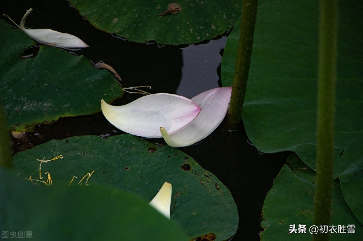 荷花经典诗词大全（荷花落瓣美诗五首）