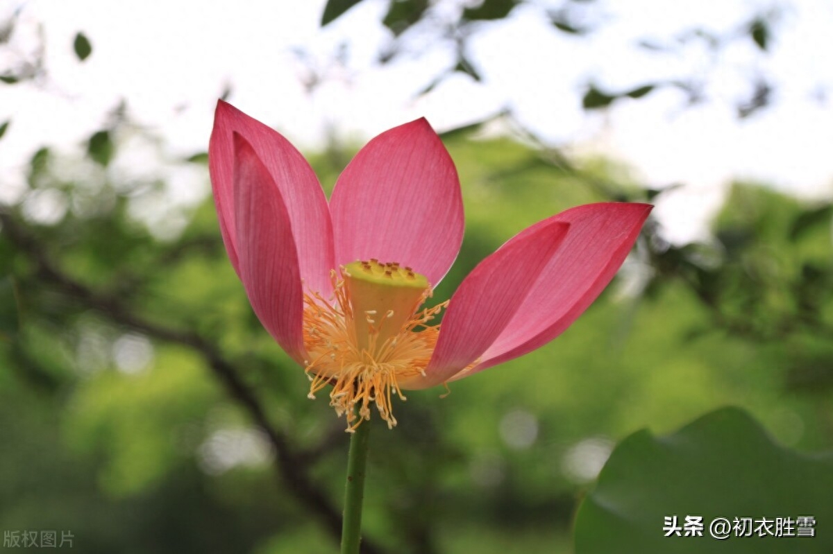 荷花经典诗词大全（荷花落瓣美诗五首）