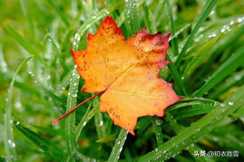 白露节气唯美诗词五首赏析（露从今夜白，月是故乡明）