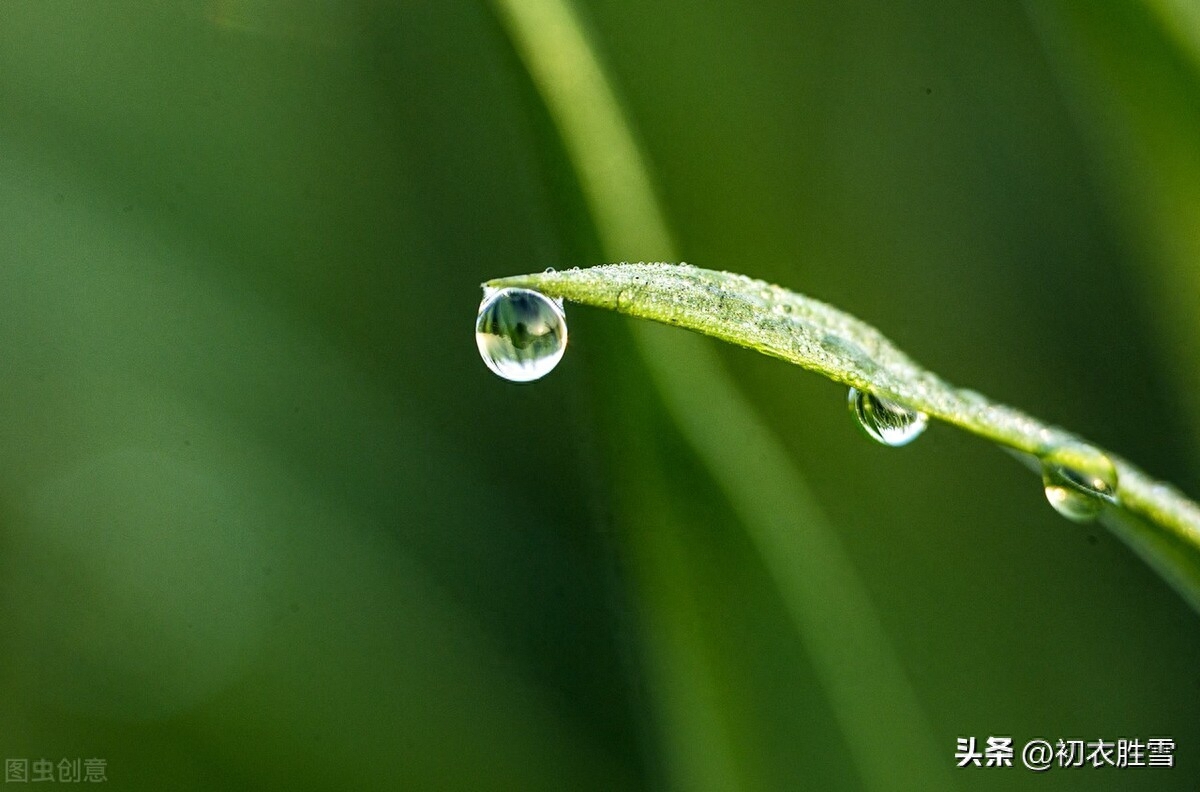 白露节气唯美诗词五首赏析（露从今夜白，月是故乡明）