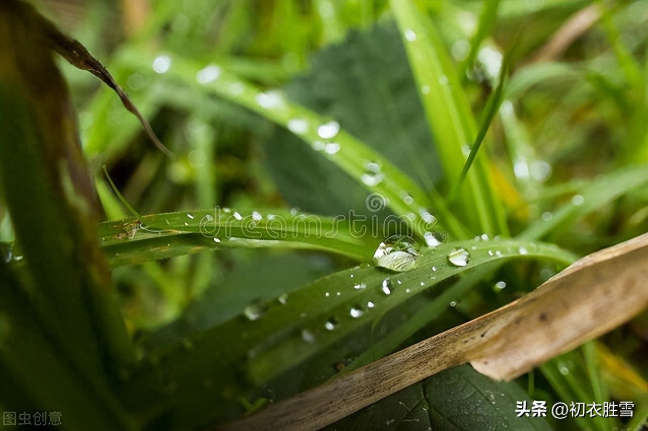 赞美白露唯美古诗六首（绿草未倾色，白露已盈庭）