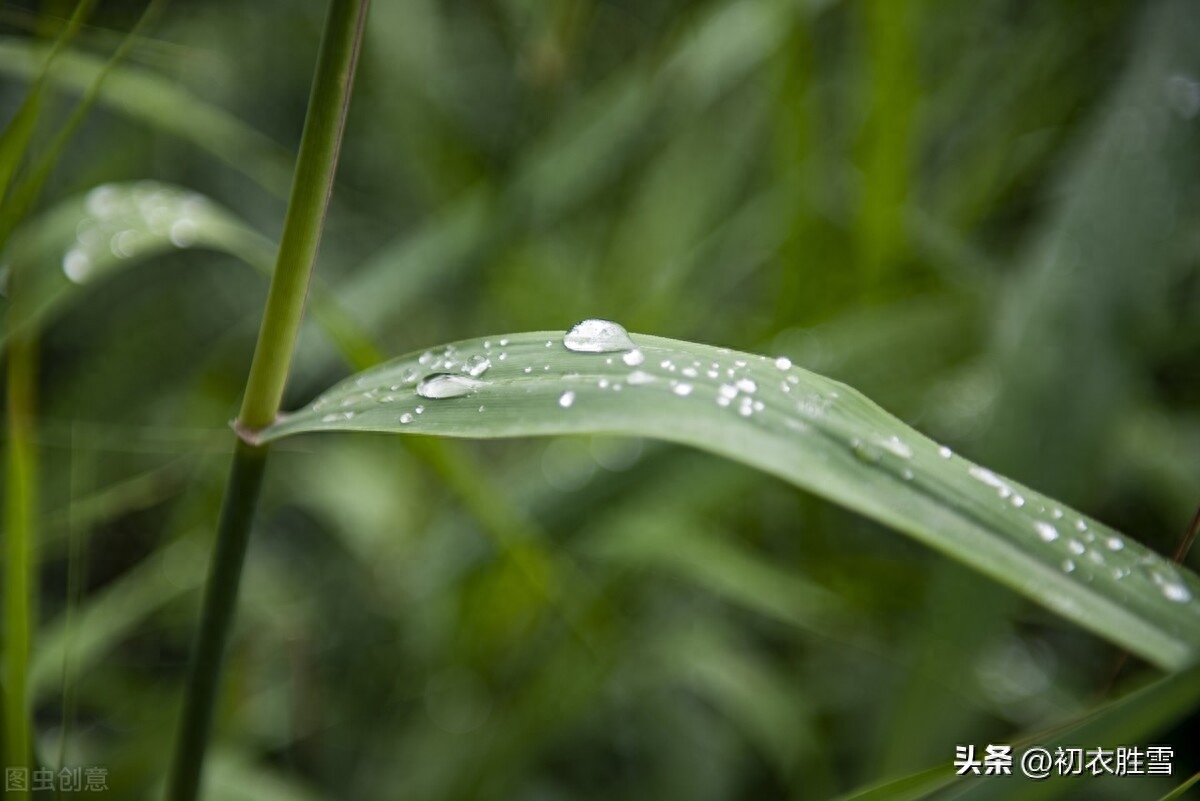 赞美白露唯美古诗六首（绿草未倾色，白露已盈庭）