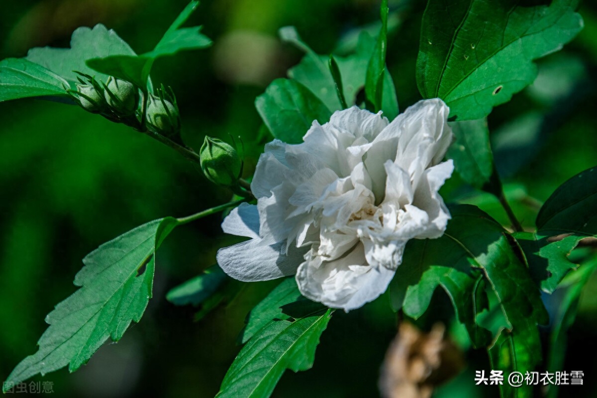 秋花白木槿古诗六首赏析（白槿数枝相映好，秋风一种玉无瑕）