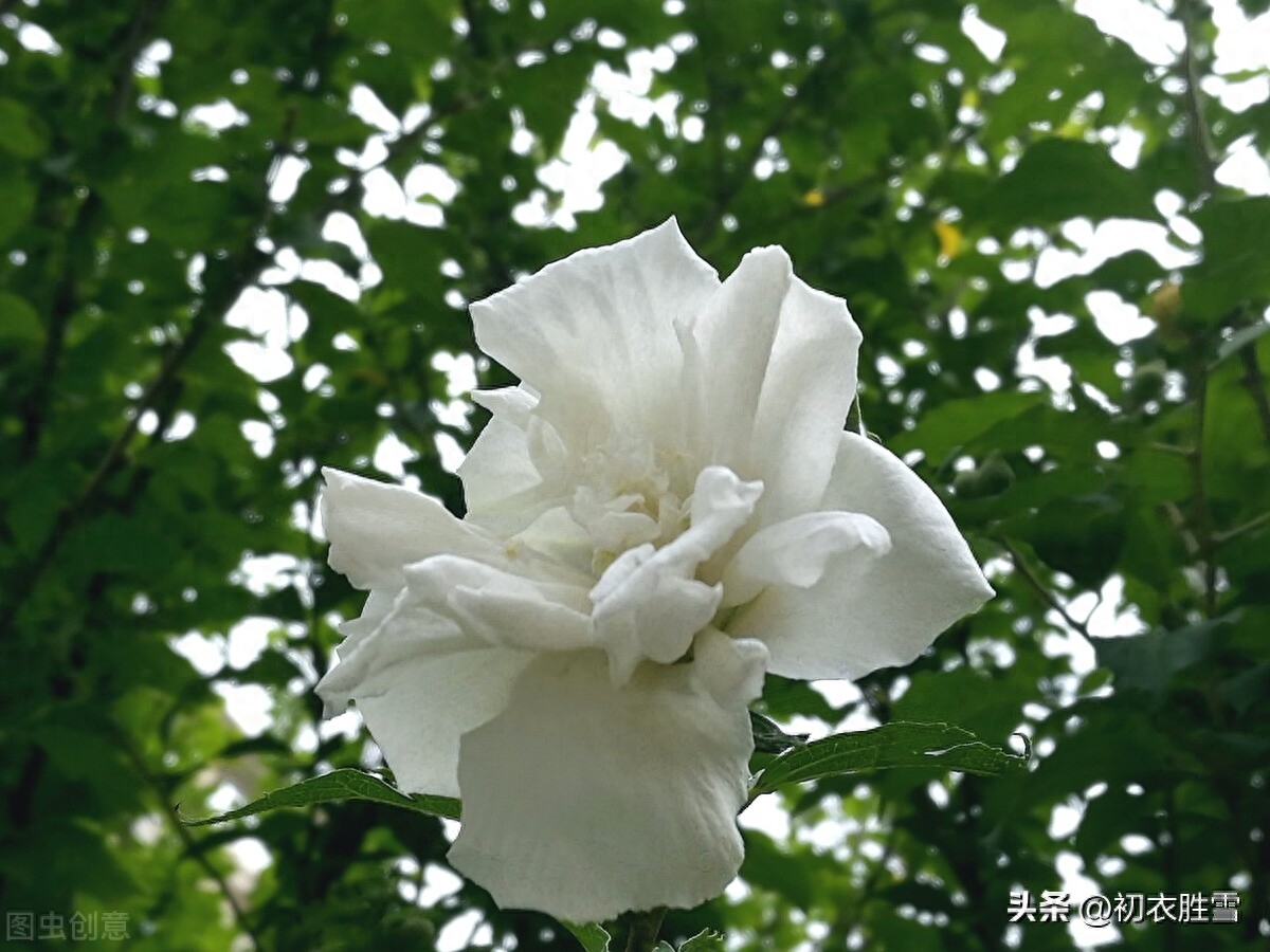 秋花白木槿古诗六首赏析（白槿数枝相映好，秋风一种玉无瑕）