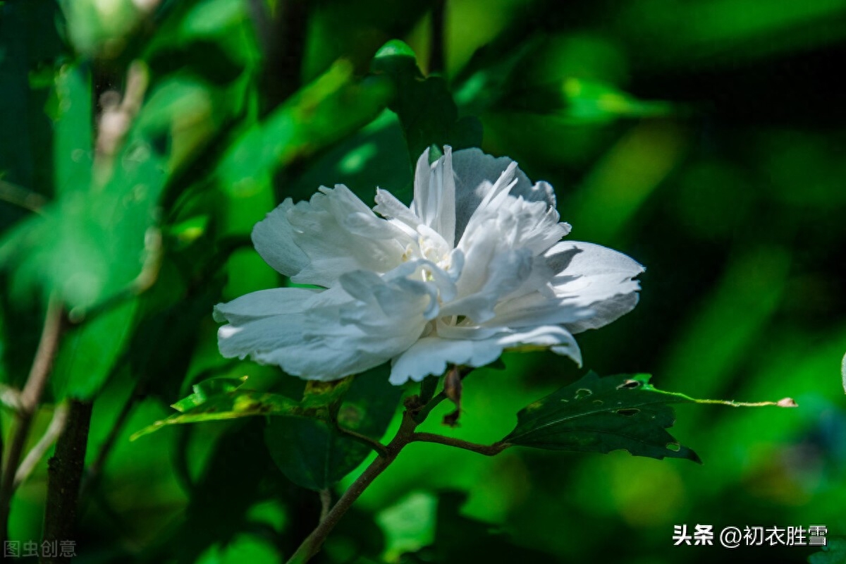 秋花白木槿古诗六首赏析（白槿数枝相映好，秋风一种玉无瑕）