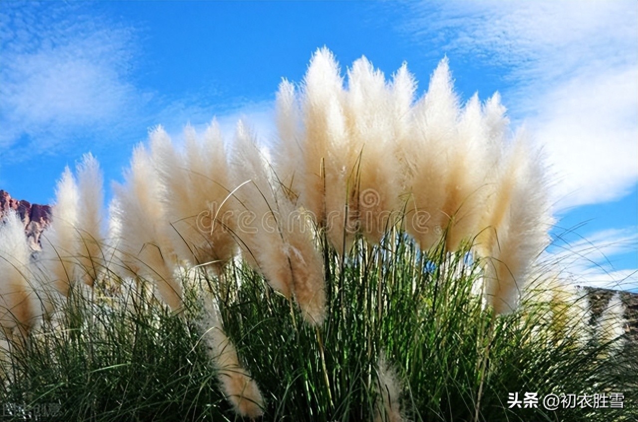 白露唯美诗词赏析（关于白露唯美诗词）