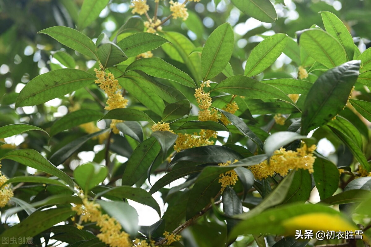 立秋节气优美古诗六首（山容便与新秋净，稻花已作丰年香）