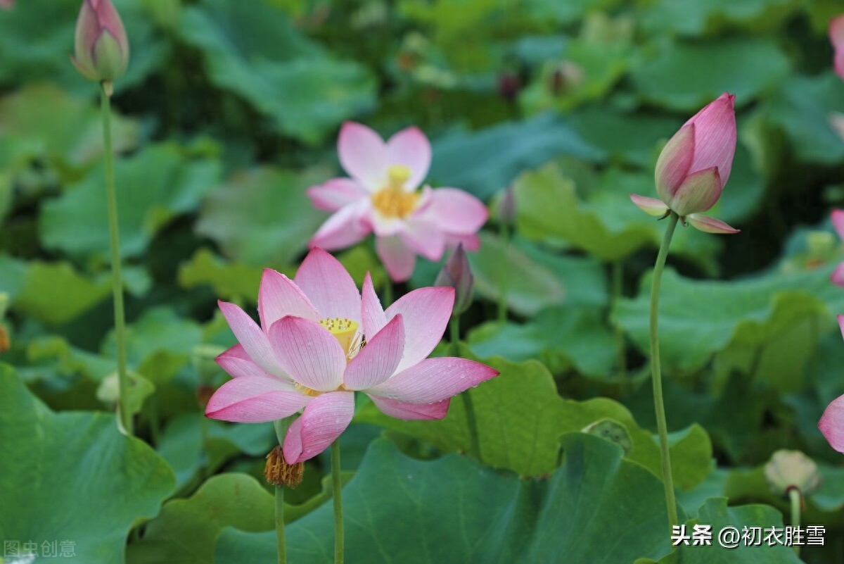 七夕秋期唯美古诗六首（年年七夕是秋期，银汉秋期万古同）