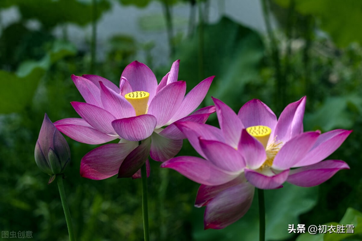 李白秋水荷花五首赏析（秋花冒绿水，爱此荷花鲜）