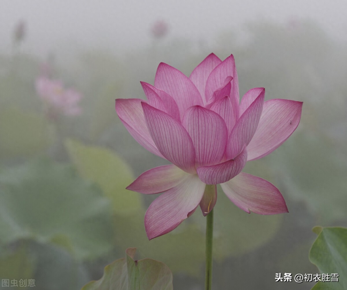 李白秋水荷花五首赏析（秋花冒绿水，爱此荷花鲜）