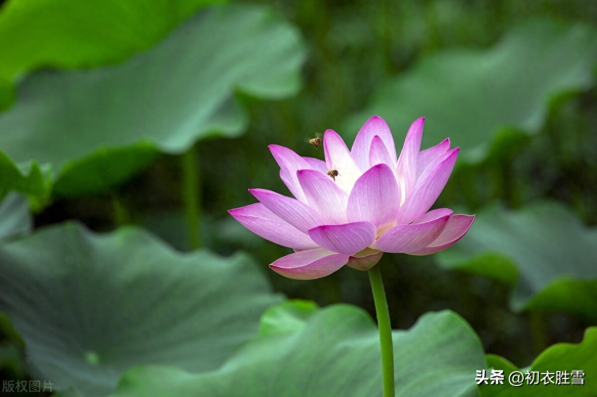 李白秋水荷花五首赏析（秋花冒绿水，爱此荷花鲜）