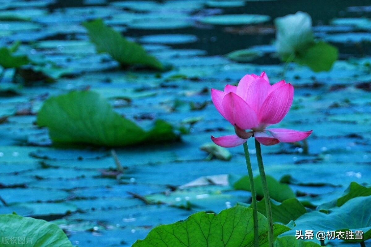 李白秋水荷花五首赏析（秋花冒绿水，爱此荷花鲜）