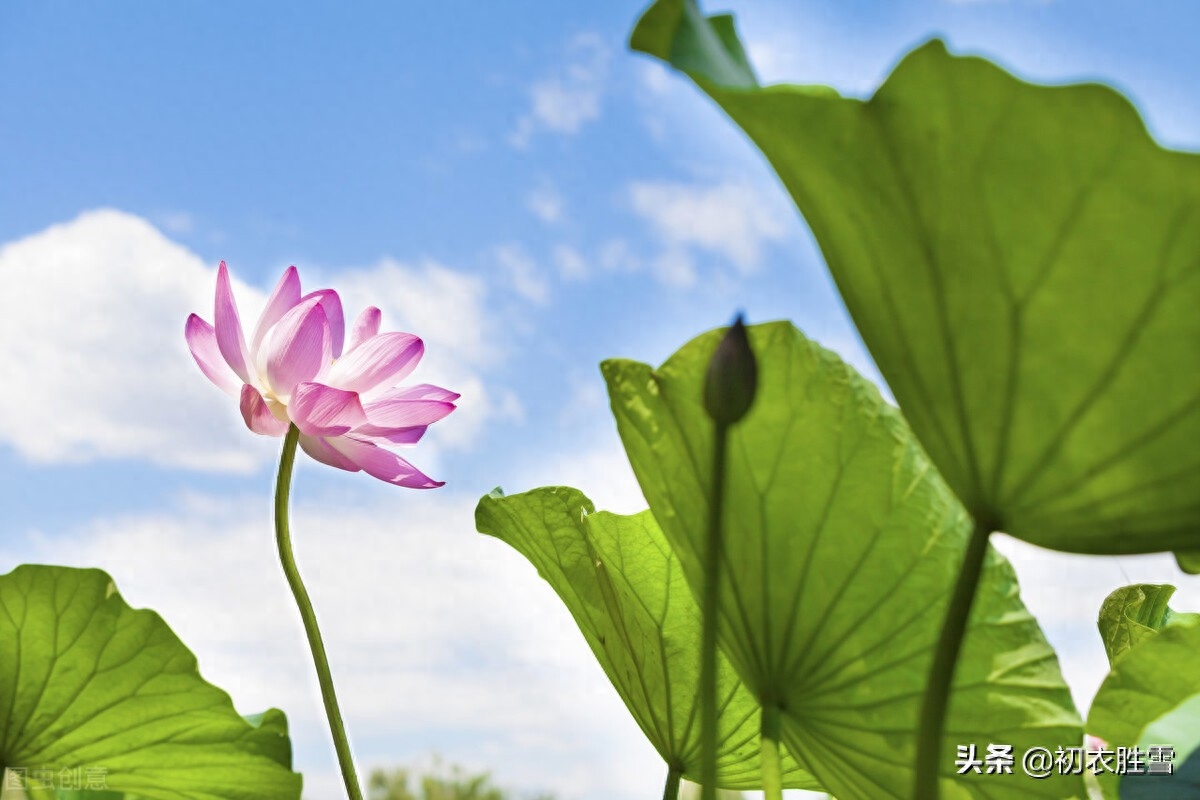 二十四节气之大暑古诗五首（大暑三秋近，萤火照空时）