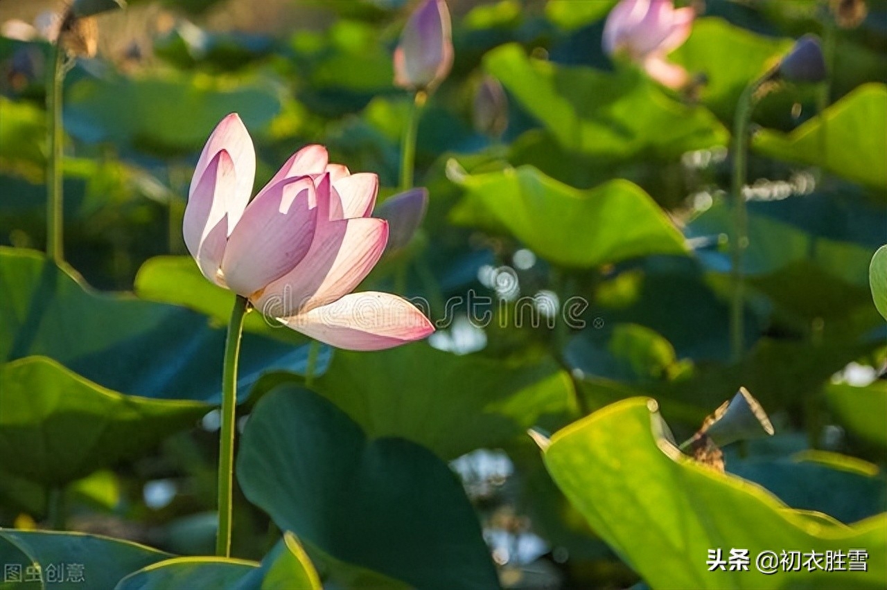 冷艳已能消酷暑，暗香时复散清风（荷花消暑唯美古诗七首）