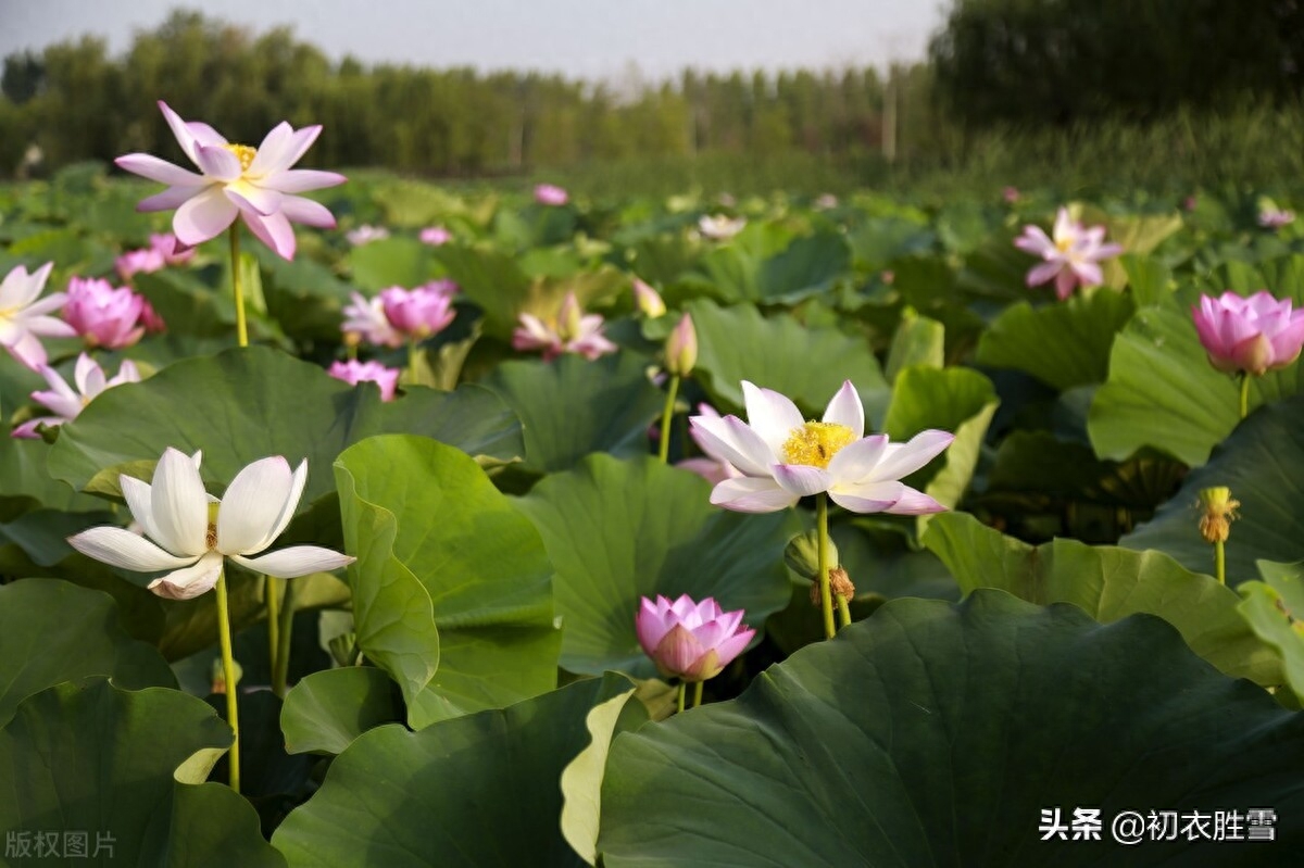 冷艳已能消酷暑，暗香时复散清风（荷花消暑唯美古诗七首）