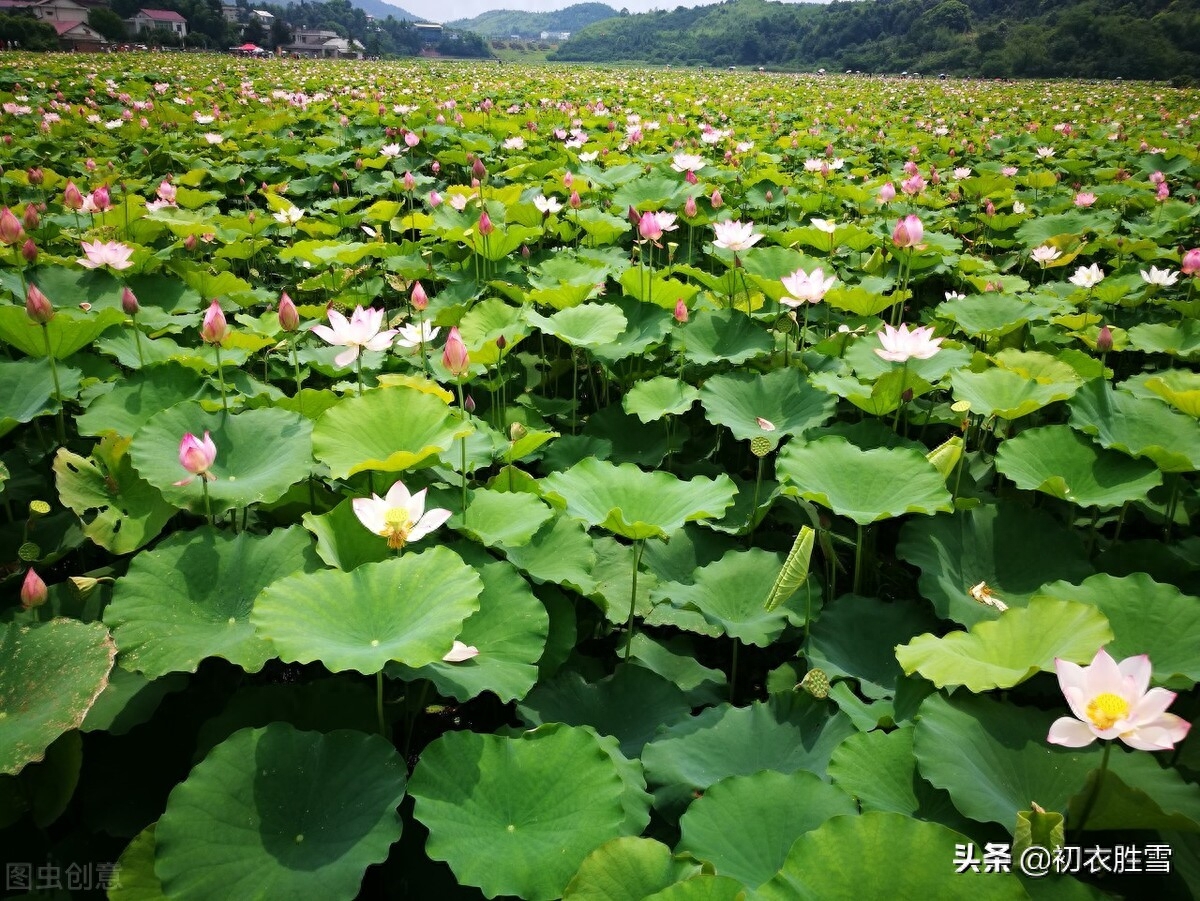 冷艳已能消酷暑，暗香时复散清风（荷花消暑唯美古诗七首）