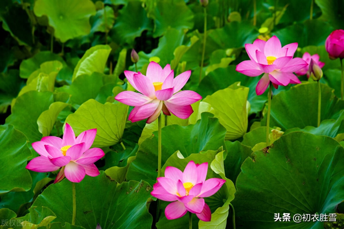 冷艳已能消酷暑，暗香时复散清风（荷花消暑唯美古诗七首）