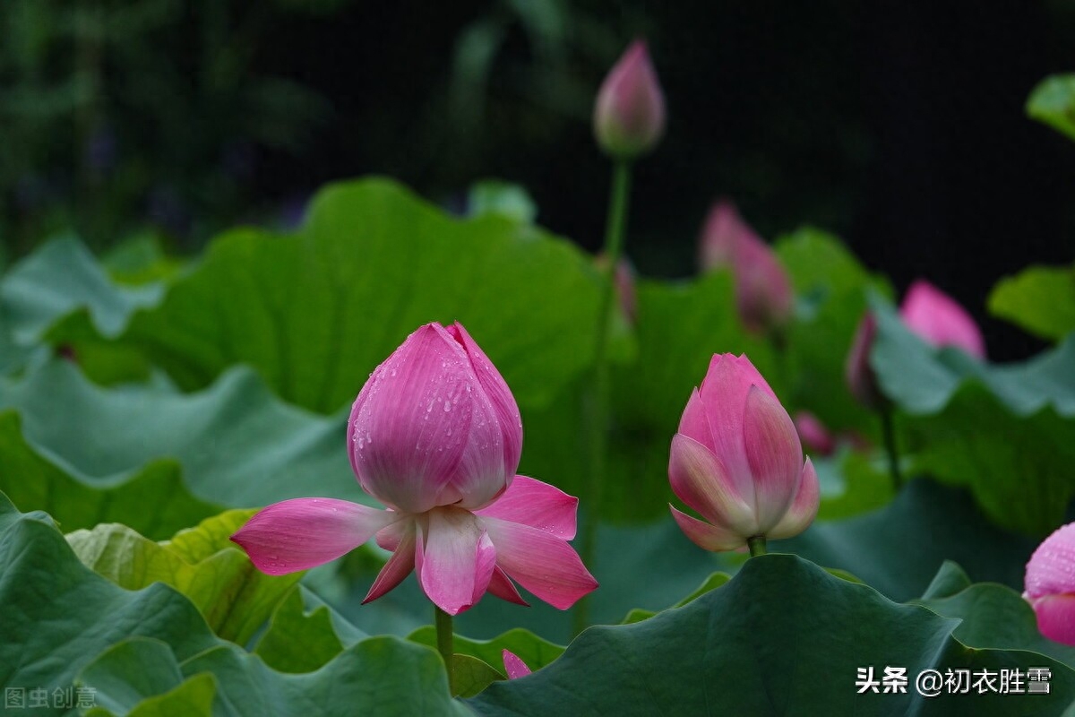 雨中荷花俏丽诗词六首（宜风宜月还宜雨，白堤凉雨打荷花）