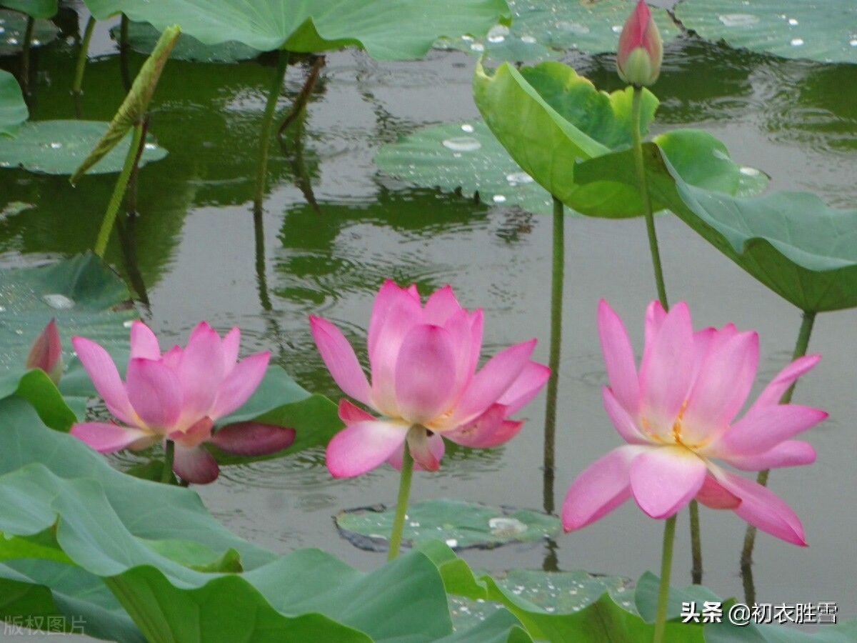 雨中荷花俏丽诗词六首（宜风宜月还宜雨，白堤凉雨打荷花）