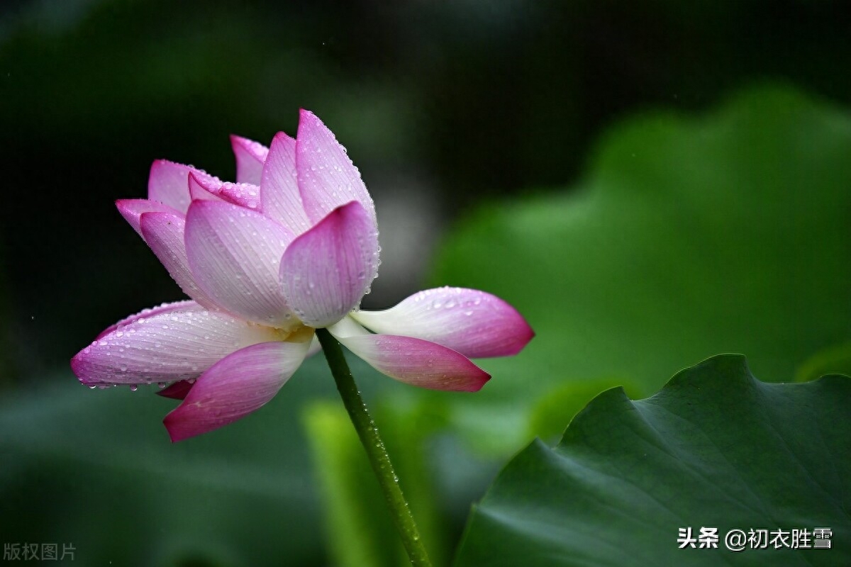 雨中荷花俏丽诗词六首（宜风宜月还宜雨，白堤凉雨打荷花）