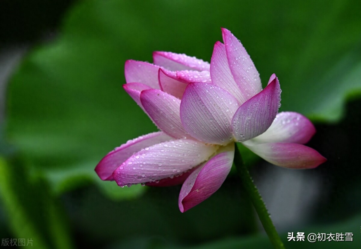 雨中荷花俏丽诗词六首（宜风宜月还宜雨，白堤凉雨打荷花）