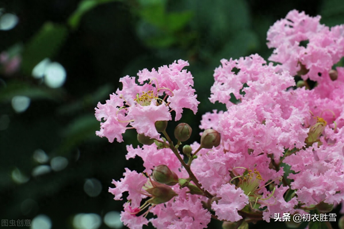 紫薇花满月团团，一池月浸紫薇花（月下紫薇唯美古诗五首）