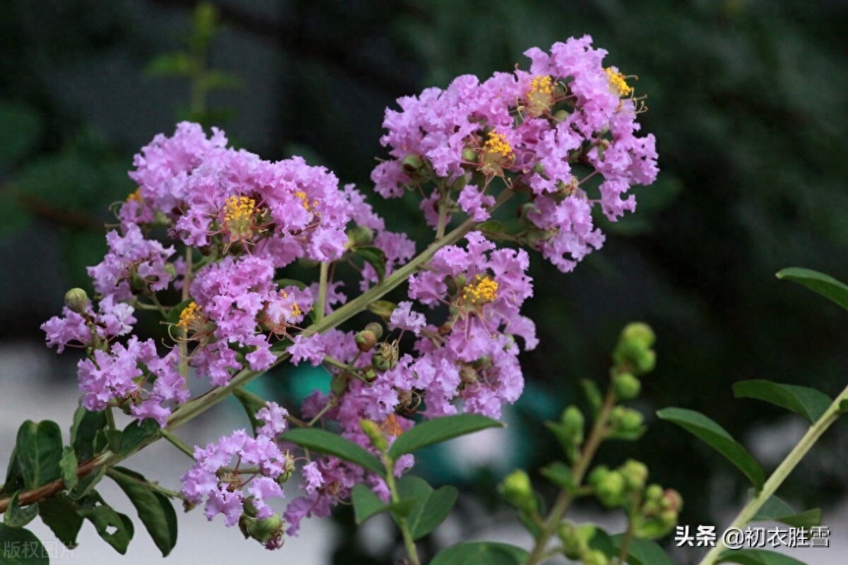 紫薇花满月团团，一池月浸紫薇花（月下紫薇唯美古诗五首）