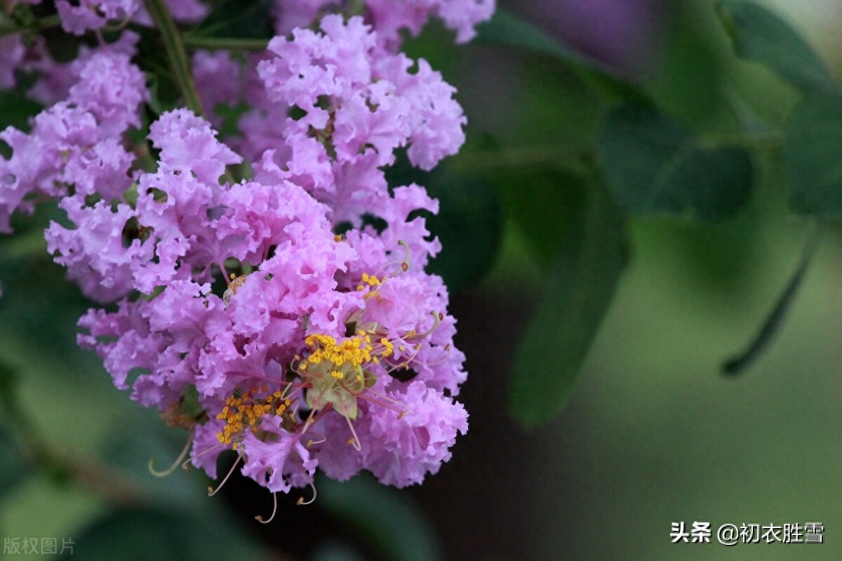 紫薇花满月团团，一池月浸紫薇花（月下紫薇唯美古诗五首）