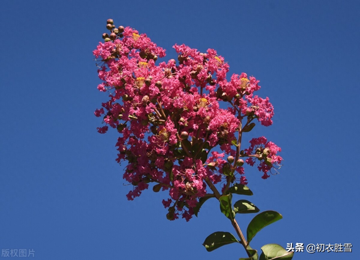 紫薇花满月团团，一池月浸紫薇花（月下紫薇唯美古诗五首）